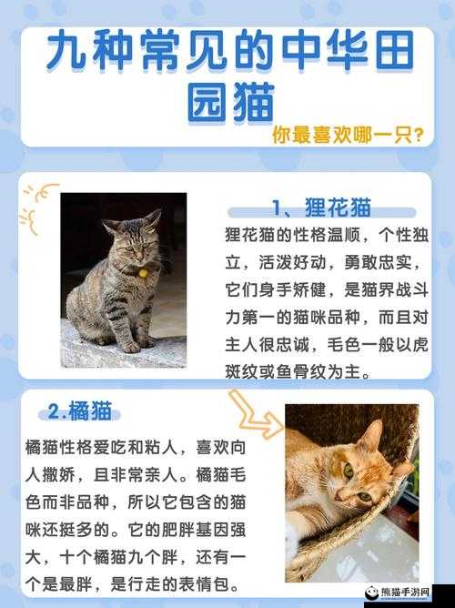 猫咪田园，全面解析基础玩法及高效收集策略攻略指南